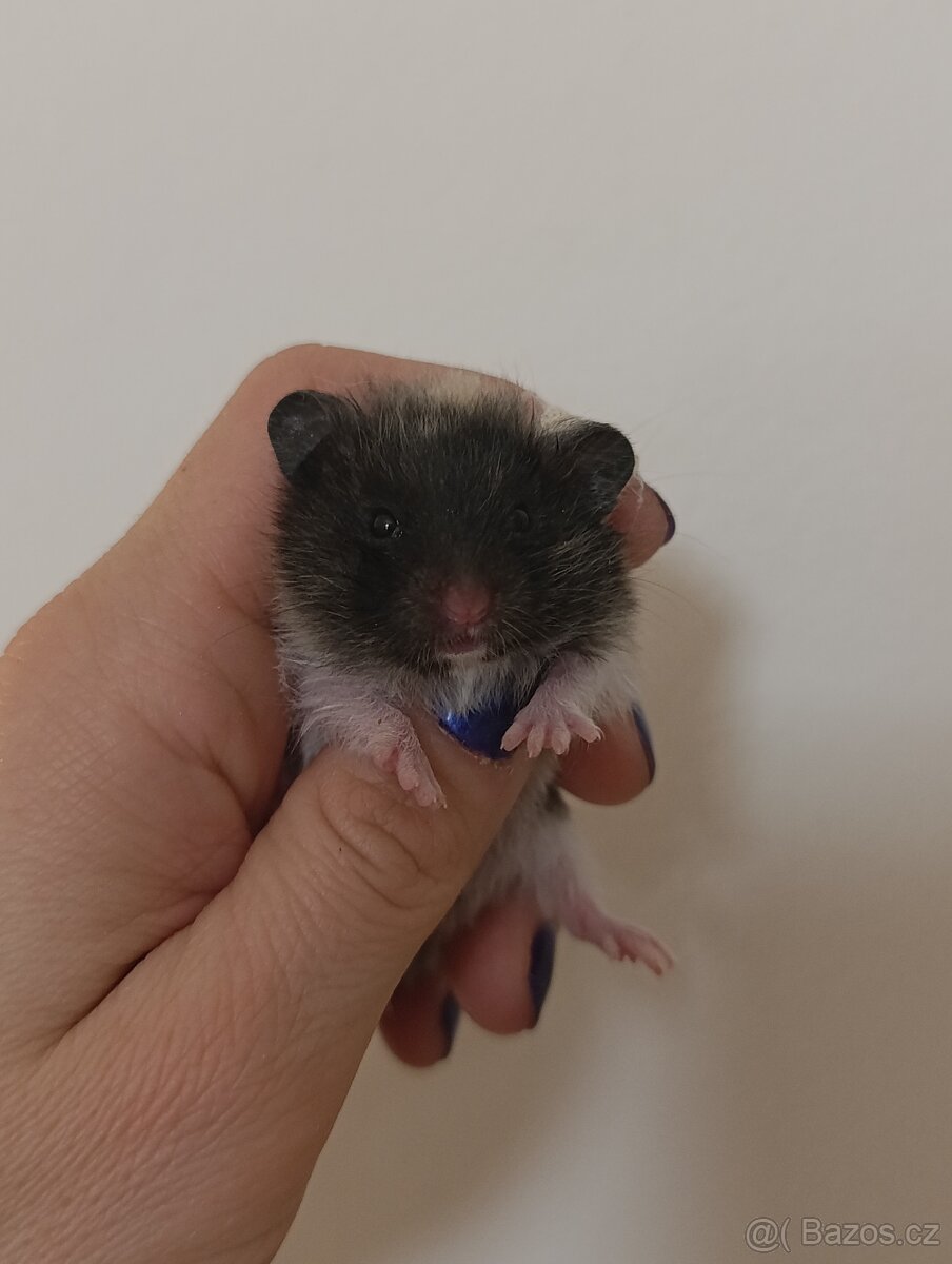 Syrský křeček - 5