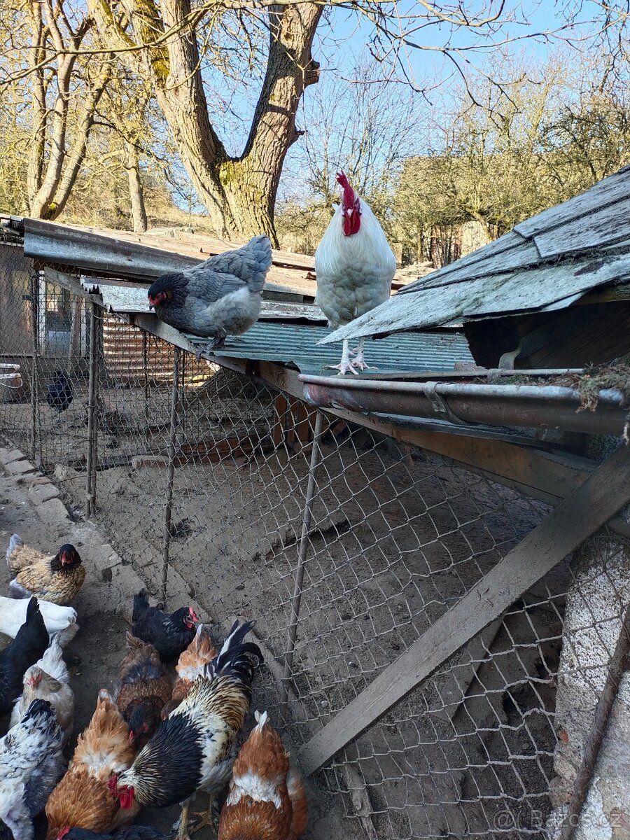 Kuřátka a běžci - 5