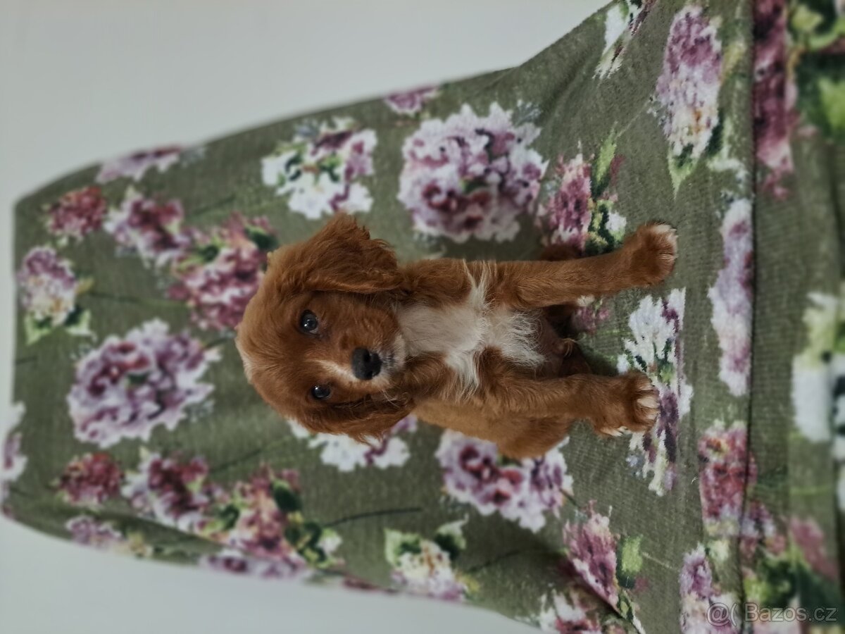Cavapoo - 5