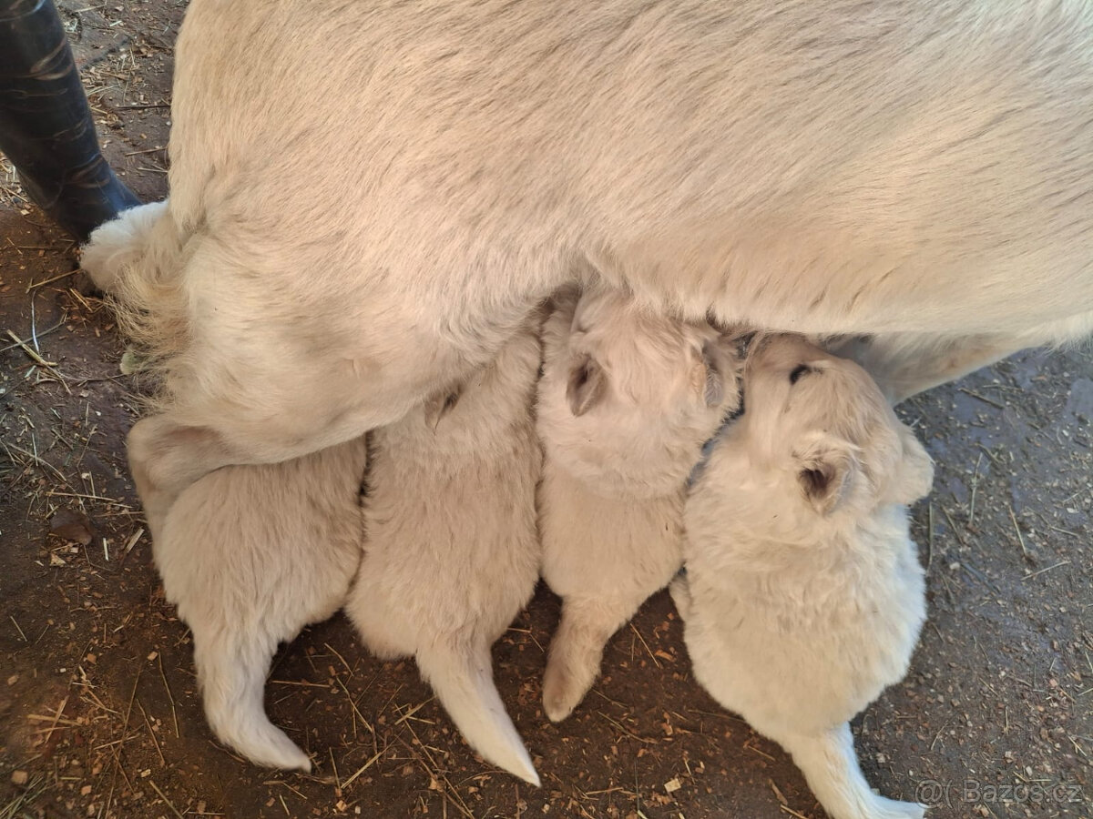 Štěňátka - bílý švýcarský ovčák - 5