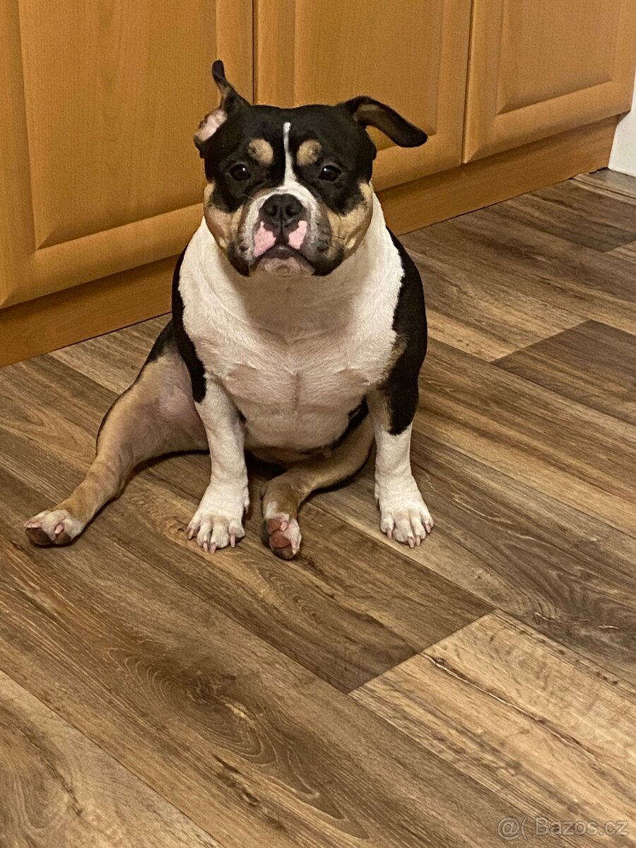 American Bully Pocket - 5