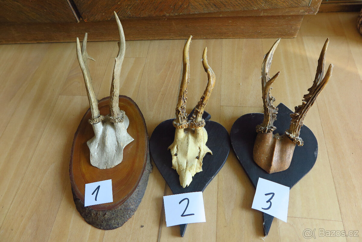 Srnčí parůžky - 5