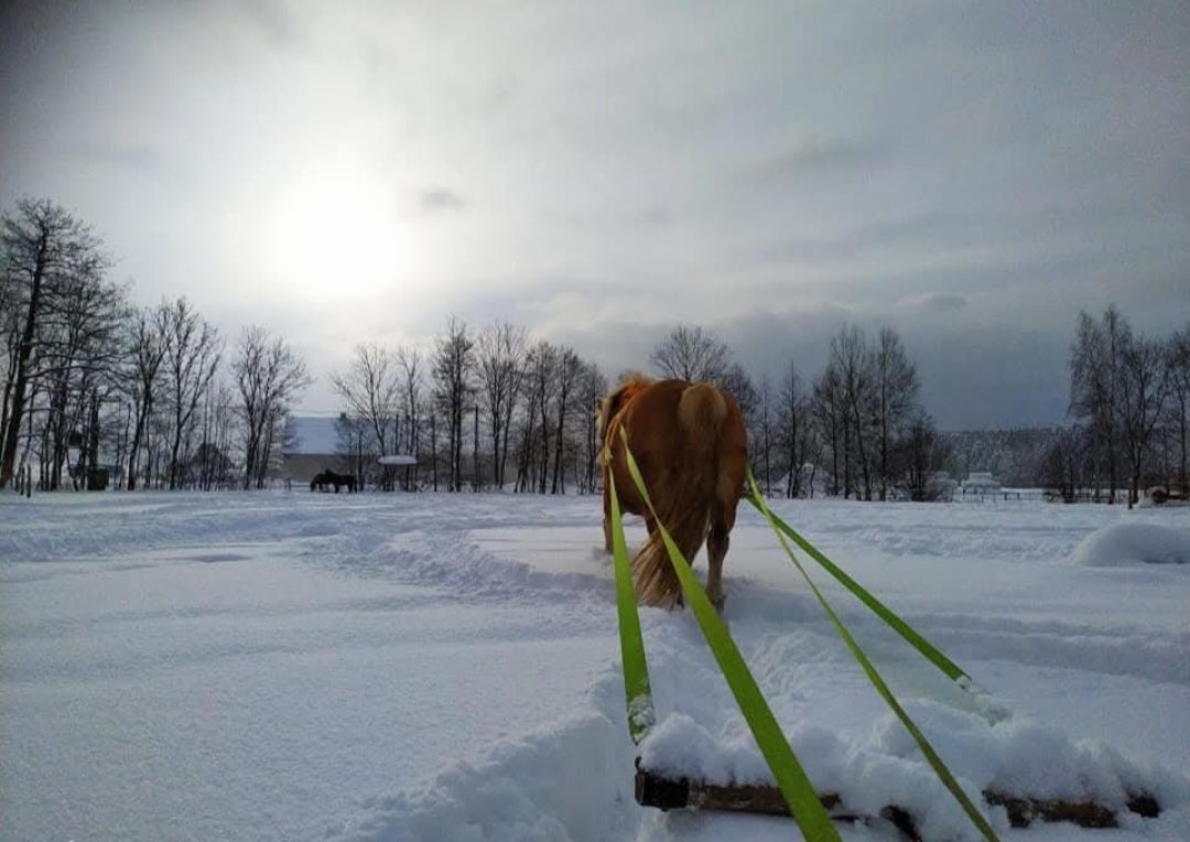 Nylonový postroj - 5