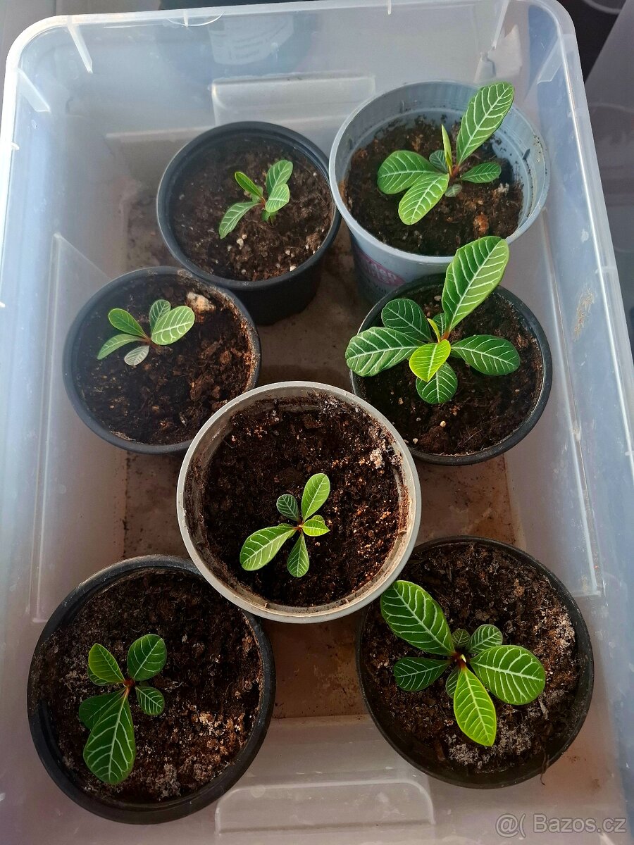 Pryšec Běložilný - 5