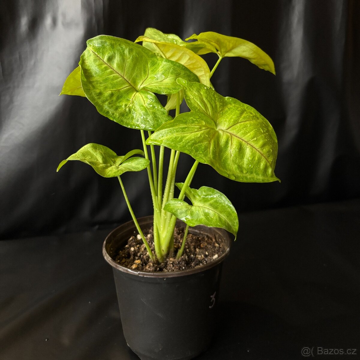 SLEVA⤵️ Syngonium Golden Allusion - 5