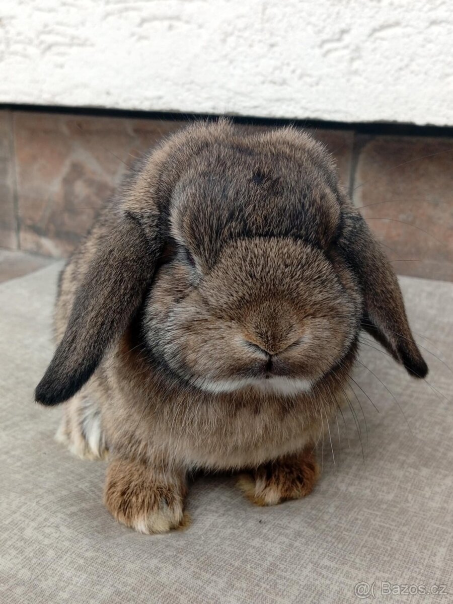 Volná samička - Anglický Zakrslý Beránek MiniLop🍑 - 5