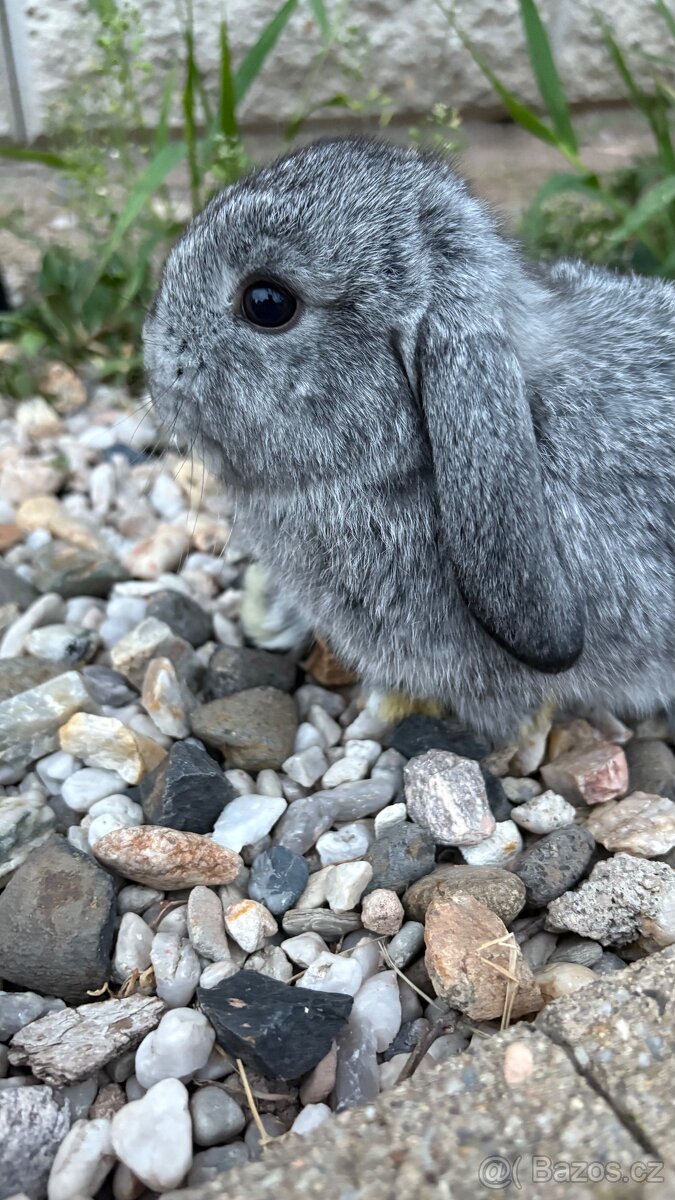 Zakrslý králík - beránek - 5