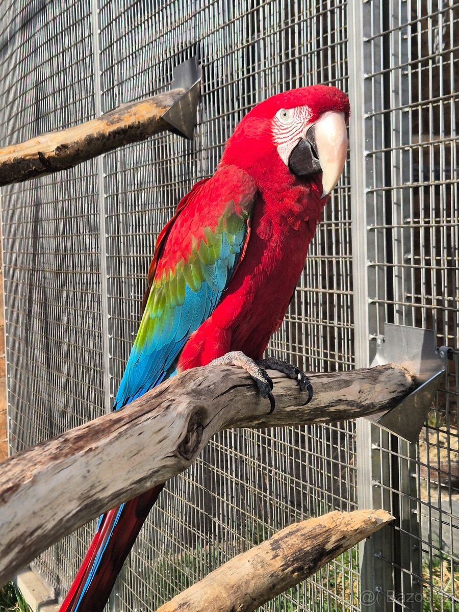 Ara zelenokřídlý (chloroptera), samec 2025 - 5