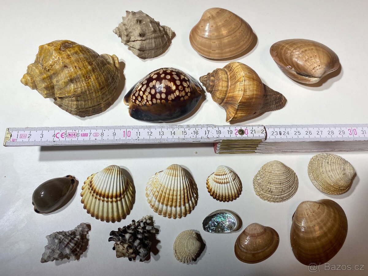 Mušle, Mechovky, Ježci, Krabi atd. - 5