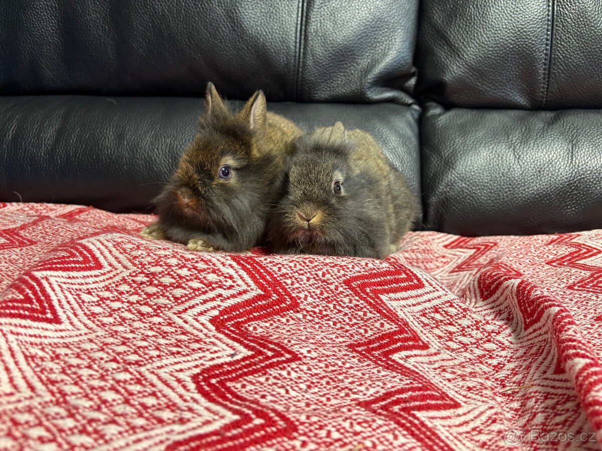 Zakrslý králík 1xsamec 1xmodrooká samička ♥️ - 5