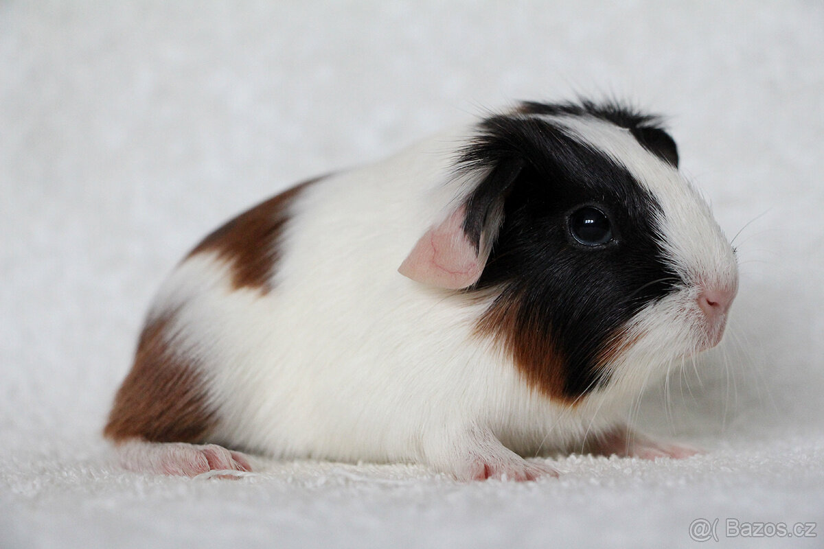 Morče, morčata, morčátko s PP - krátkosrstá - 5