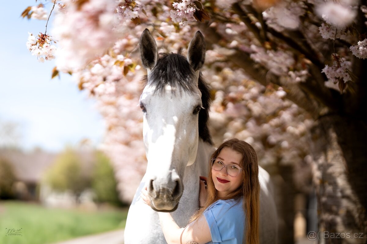 Prodej - Klisna LADY B - 5