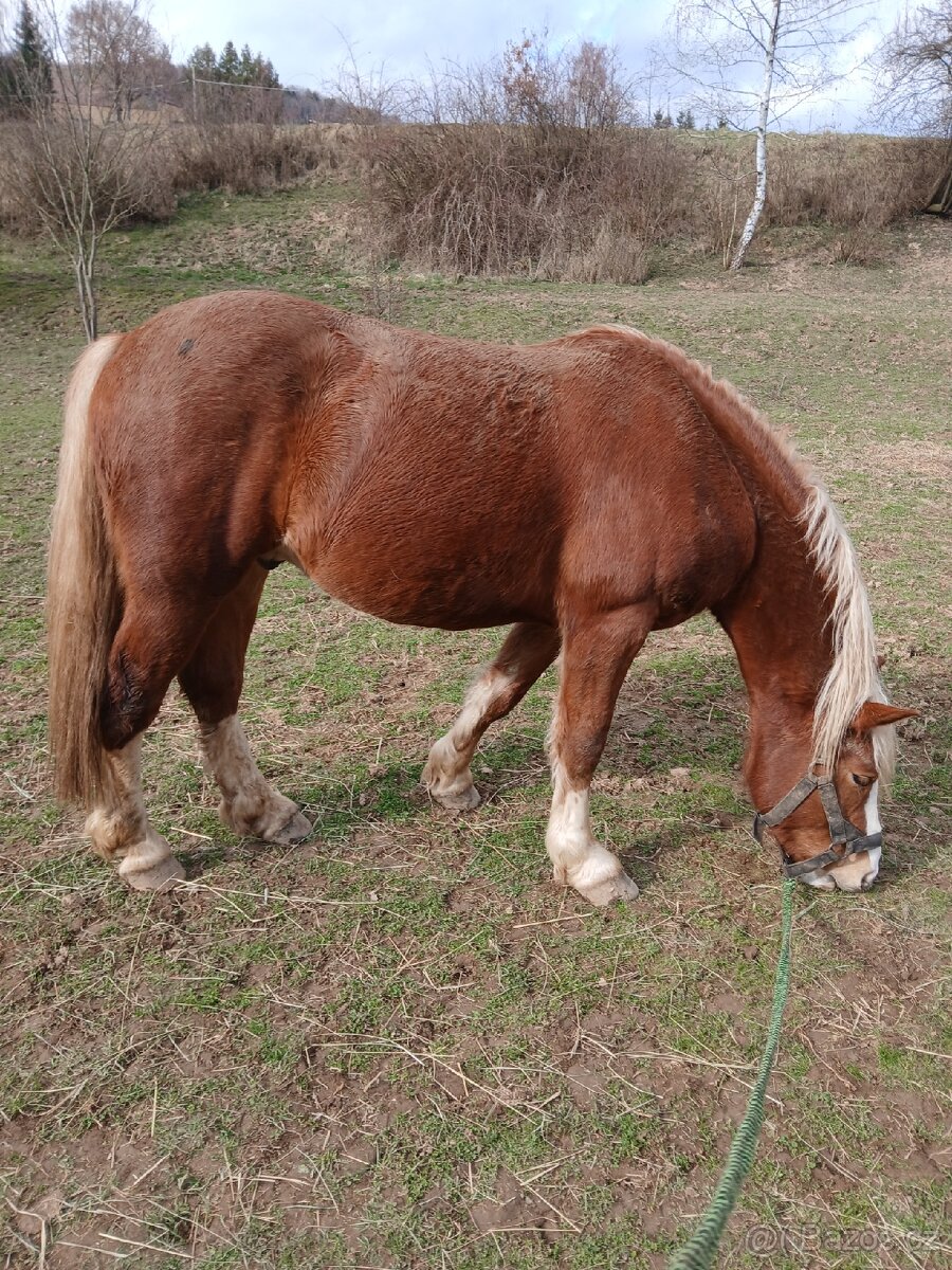 Prodej: Valach ČMB (nar. 2023) - 5