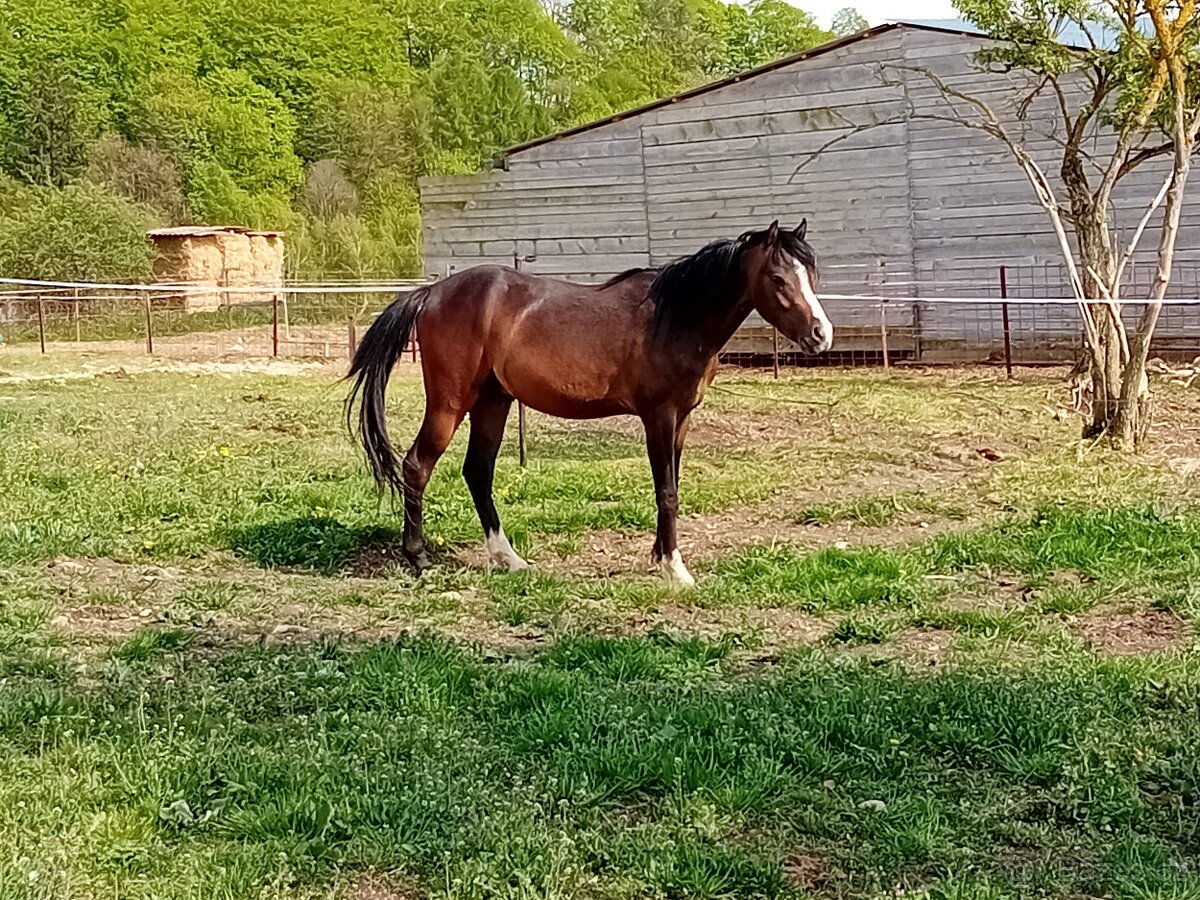 Welsh pony B - 5