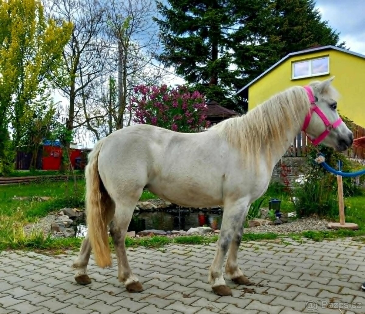 Bílá kobylka pony - 5