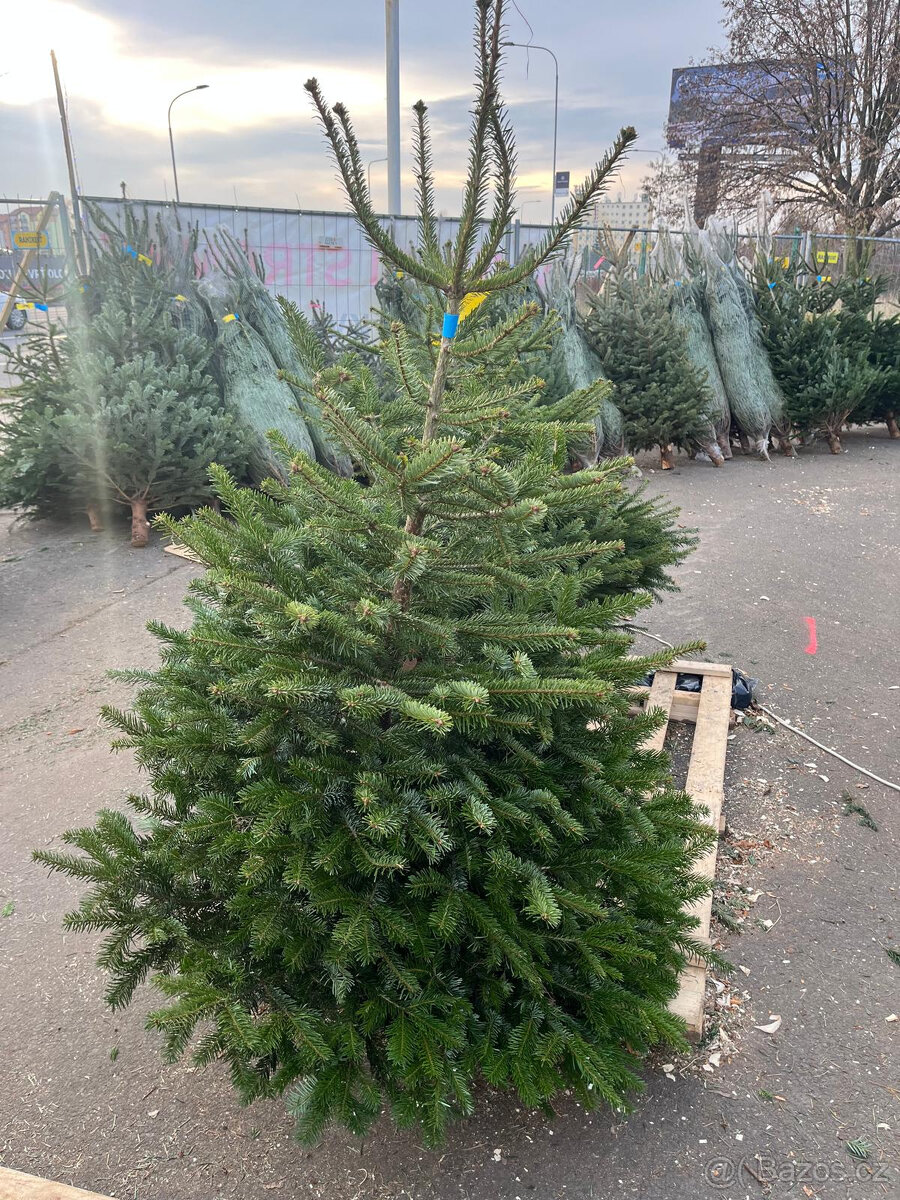 VÁNOČNÍ STROMKY - 5