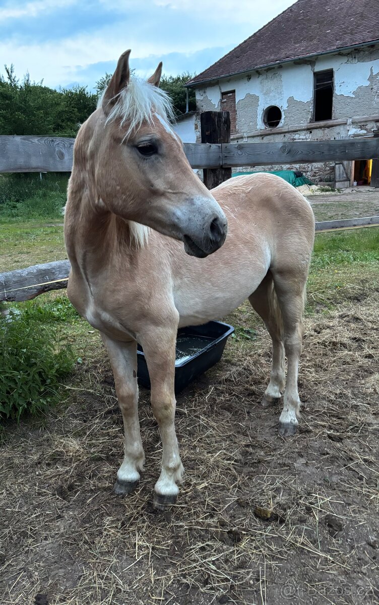 Prodám mladého haflinga s PP – hřebeček, 1,5 roku - 5