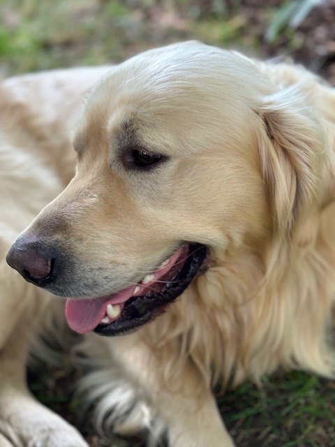 Fešák Alex hledá nevěstu - 5