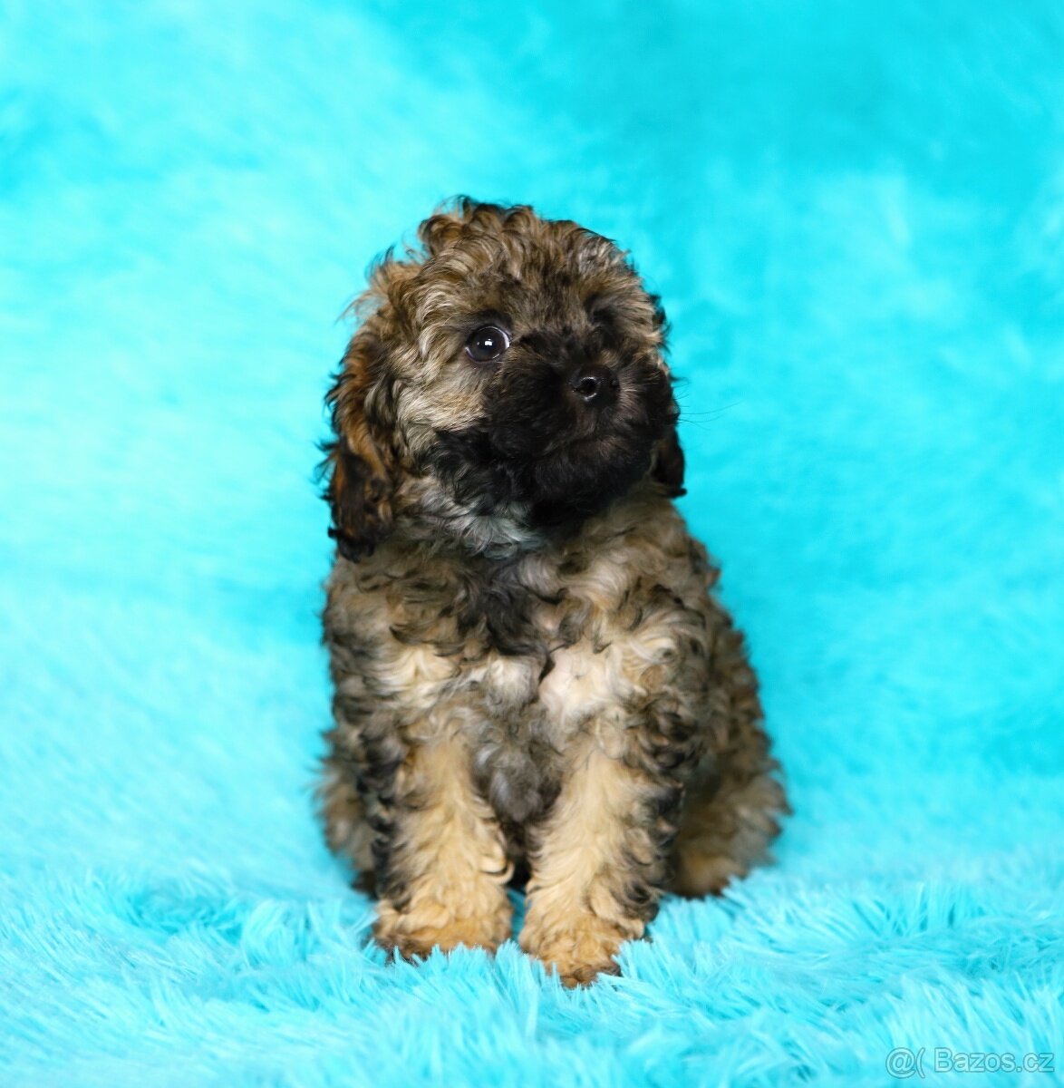 Pudl trpasličí - fenka - 5