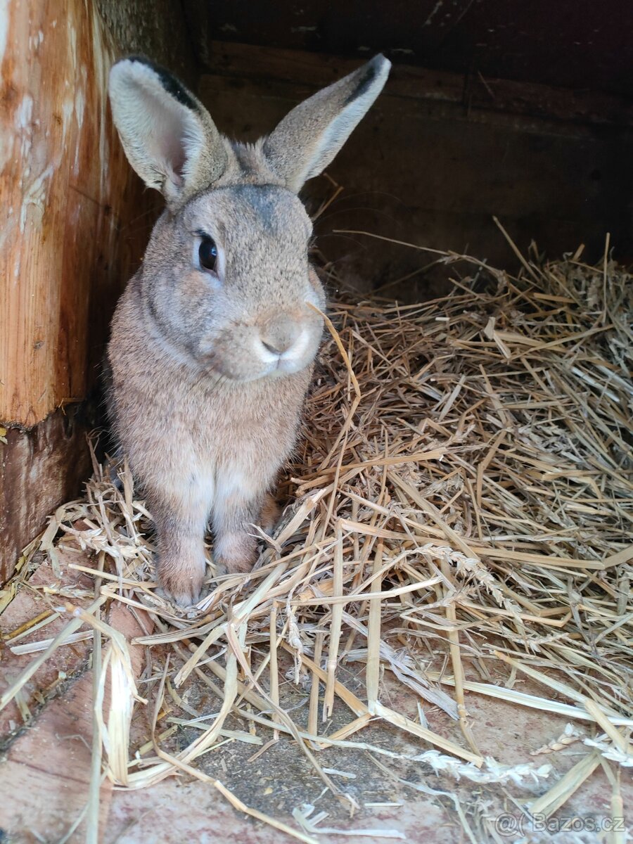 Prodám králíky - 5
