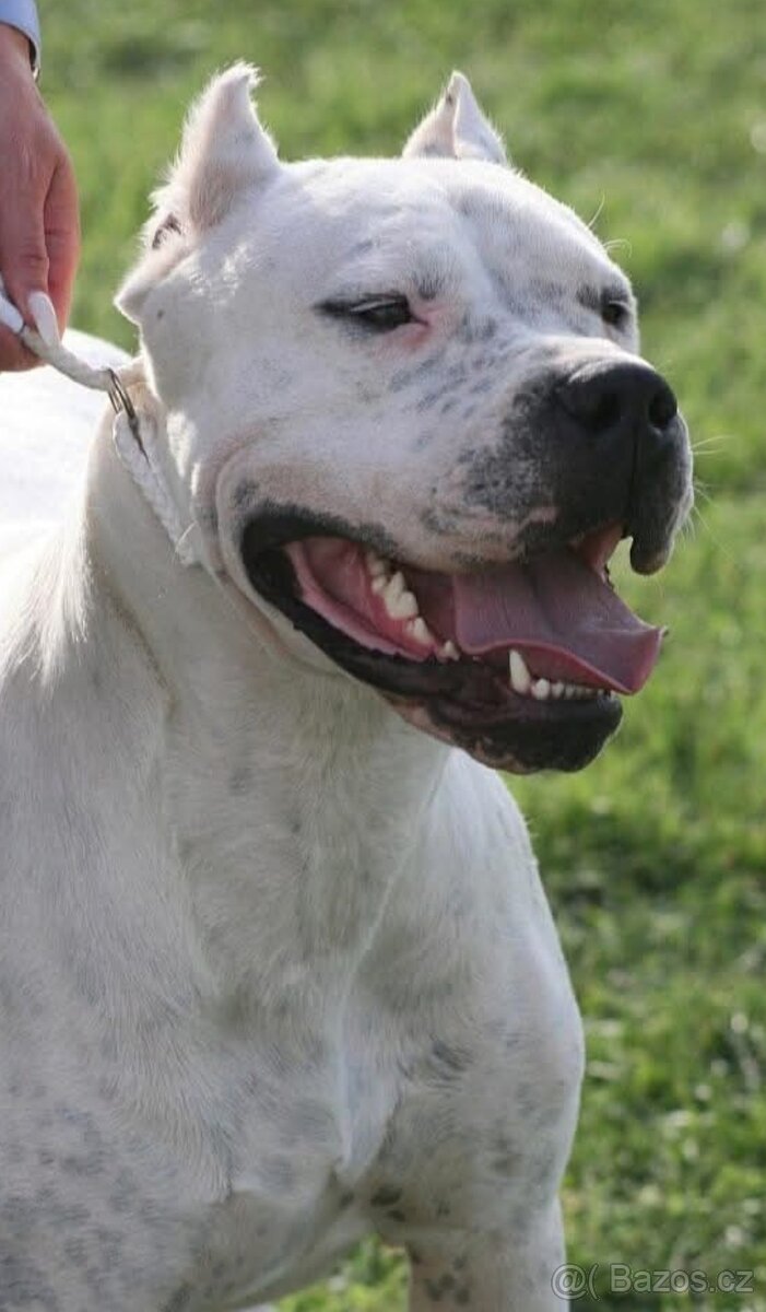 Argentínska doga s PP - 5