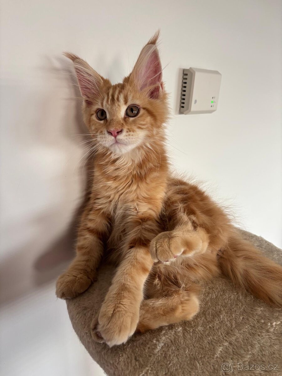 Mainská Mývalí - 5