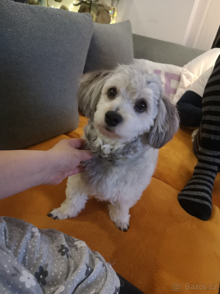 Havansky psík ke krytí - 5