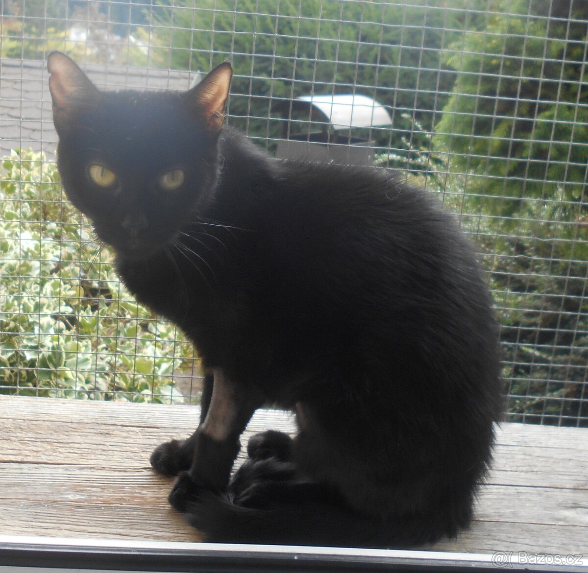 Černá, hodná 2letá Žofinka s výraznýma očima - 5