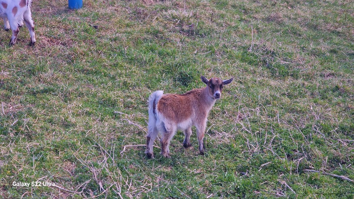 Prodám kůzlata - 5