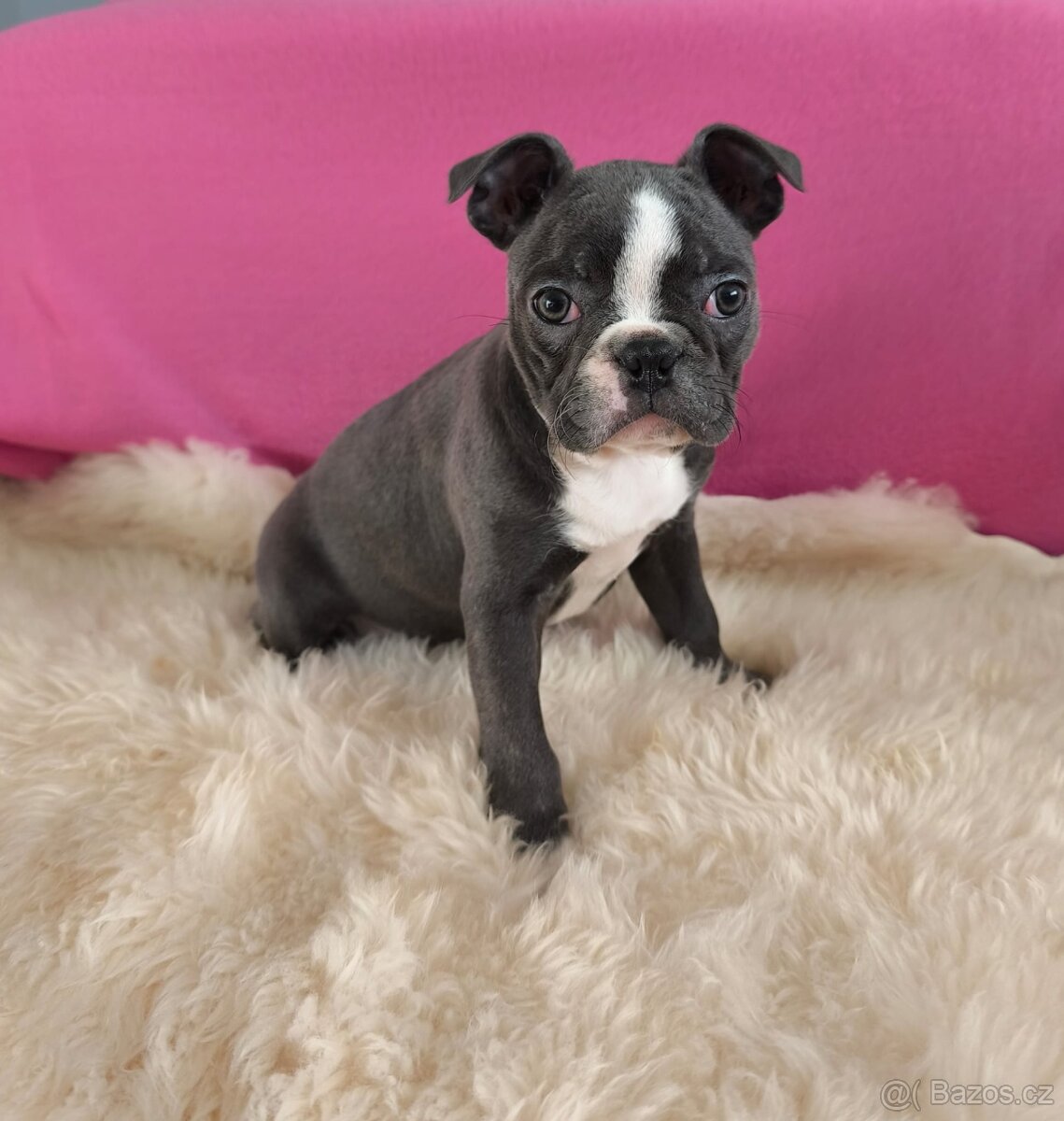 Bostonský teriér , Boston Terrier fenka s PP - 5