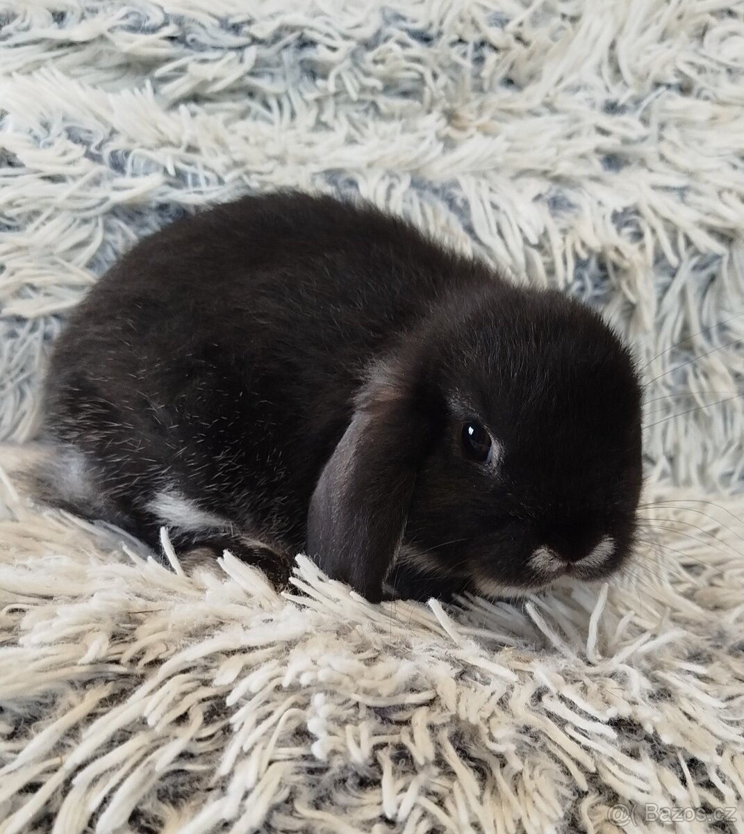 Minilop - anglický zakrslý beránek s VP - 5