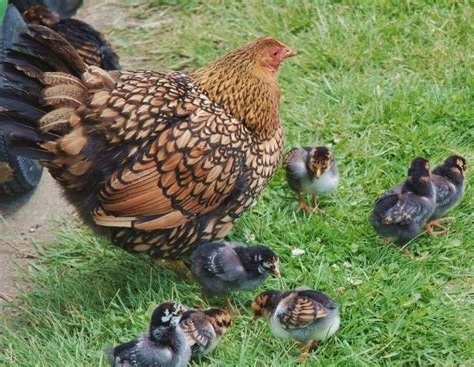 Slepičky Wyandotky zdrobnělé na vajíčka i na okrasu - 5