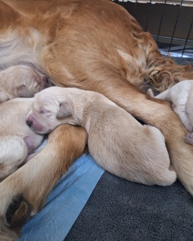 Zlatý retrívr štěňata bez PP - 5