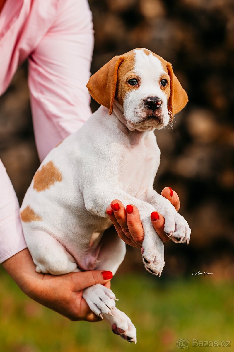 Arlo Bigladybugs - anglický pointer s PP - 5