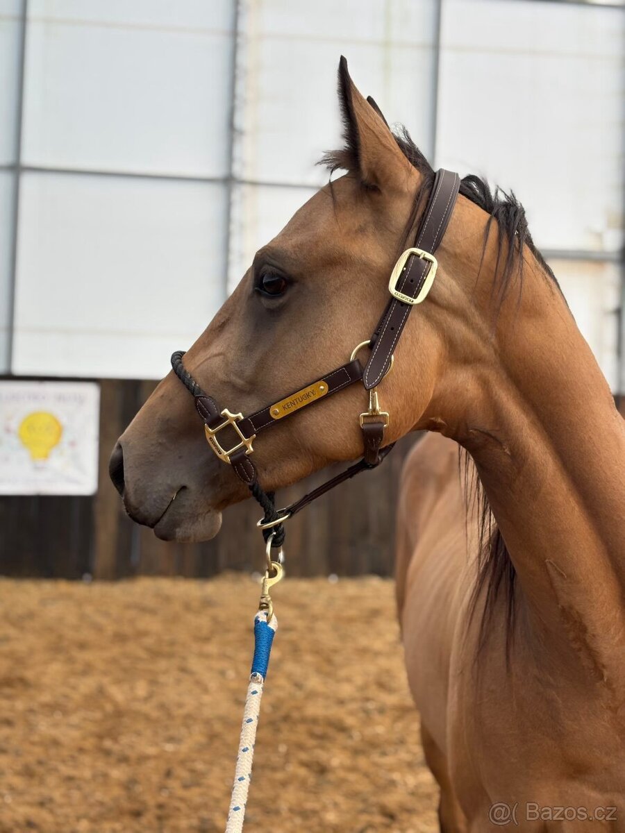 Tříletá reining klisna American Quarter Horse, Euro Futurity - 5