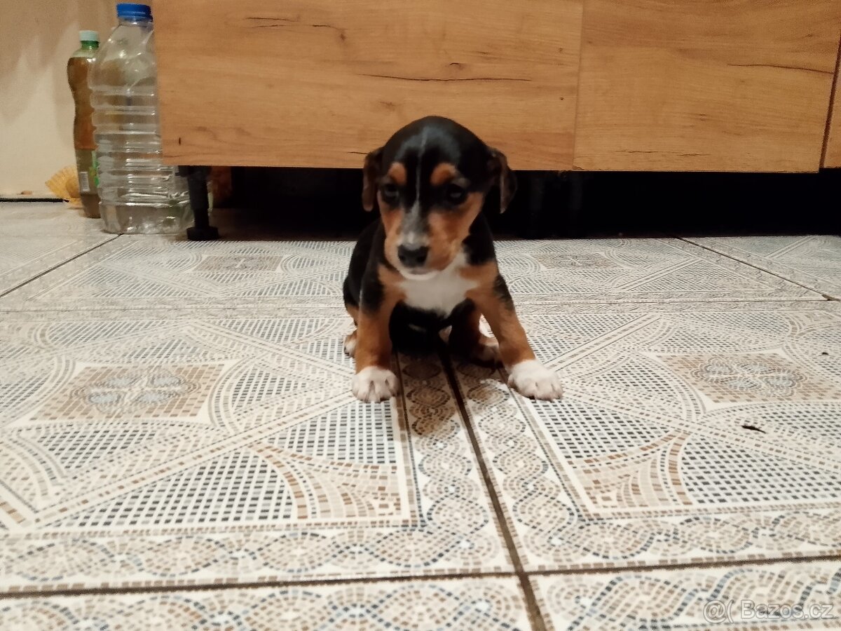 Jack Russell teriér - 5