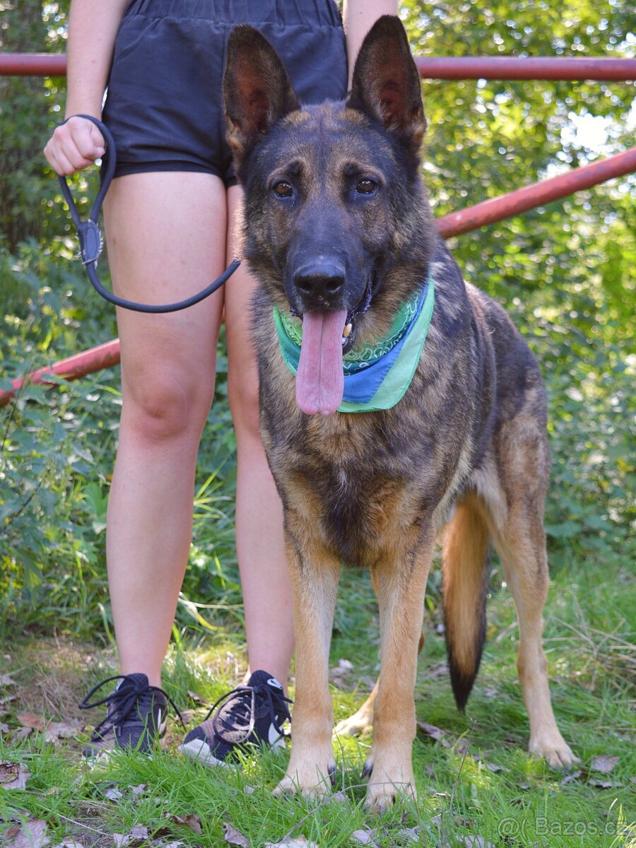 René hlada domov - 5