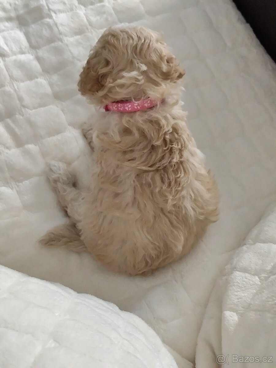 Maltipoo - 5