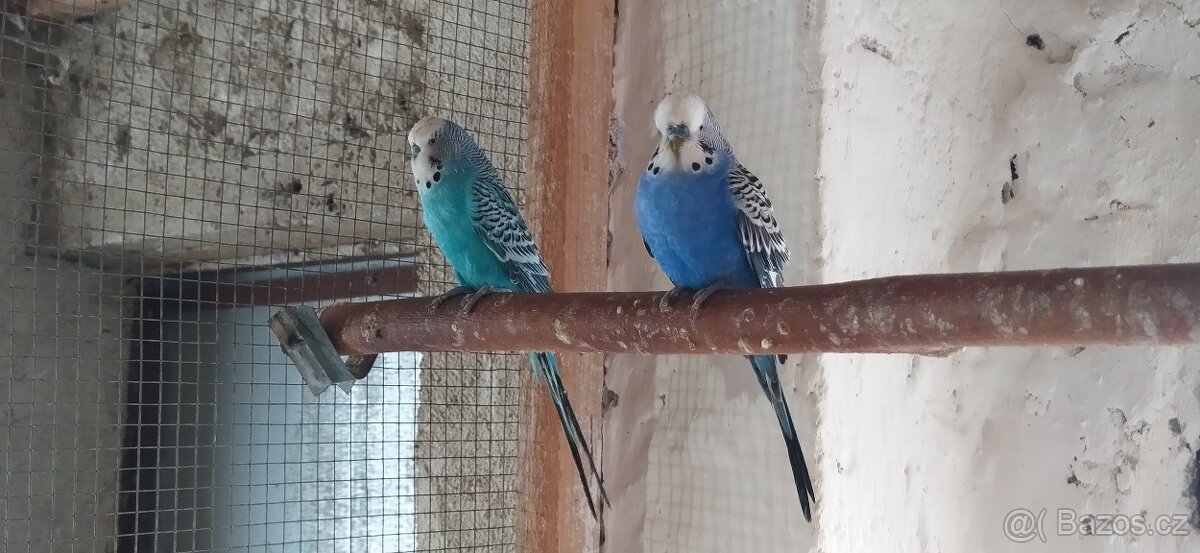 KORELY - ANDULKY - 5