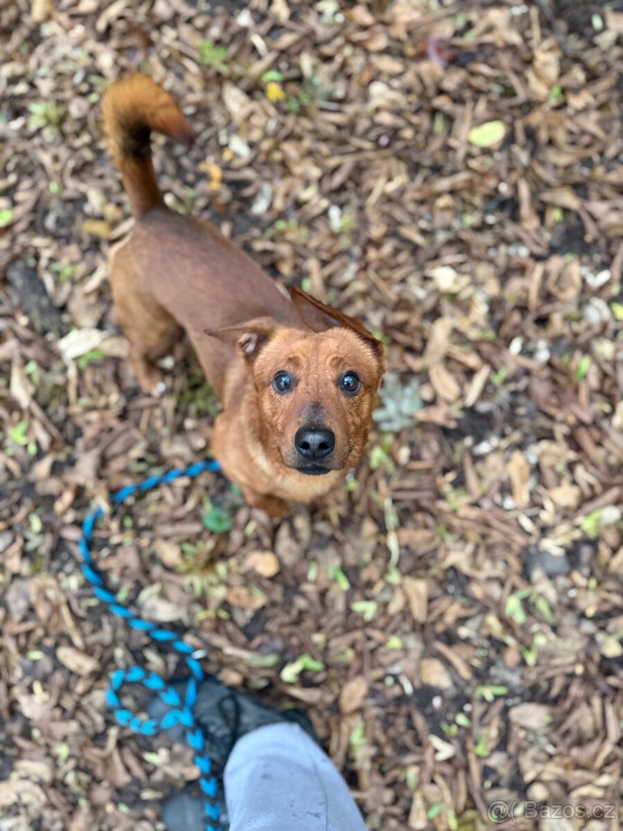 Simba - temperamentní pes, 2 roky, x jezevčík - 5