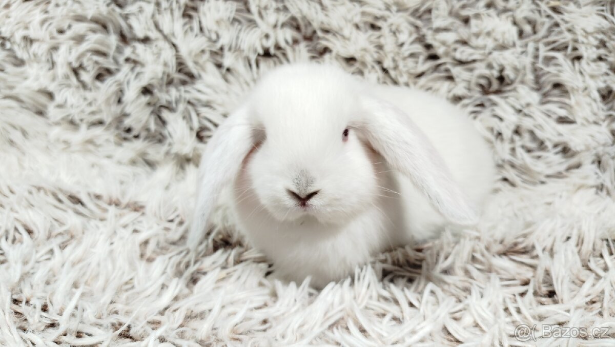 Zakrslý beránek, králíček, králík - MOLLY - 5