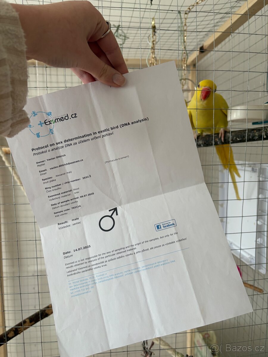 Alexandr malý/pětiměsíční papoušek - 5