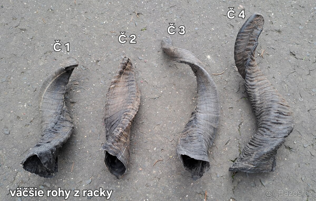 Trofeje, rohy 25-70cm - 5