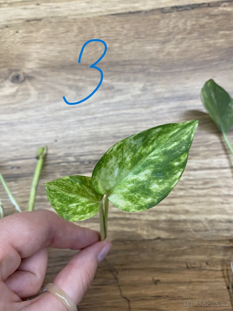 Epipremnum aureum - zakořeněné řízky - 5