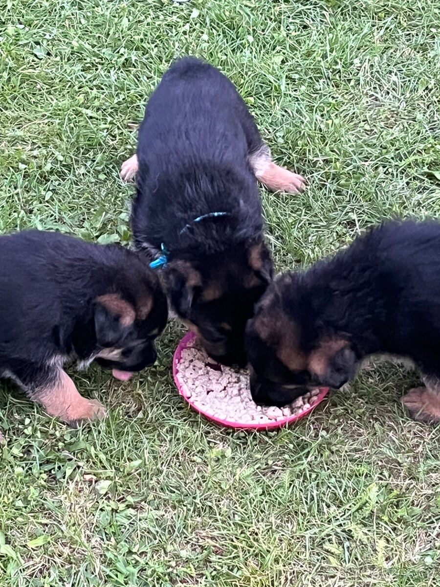 Německý ovčák - štěňata s PP - 5