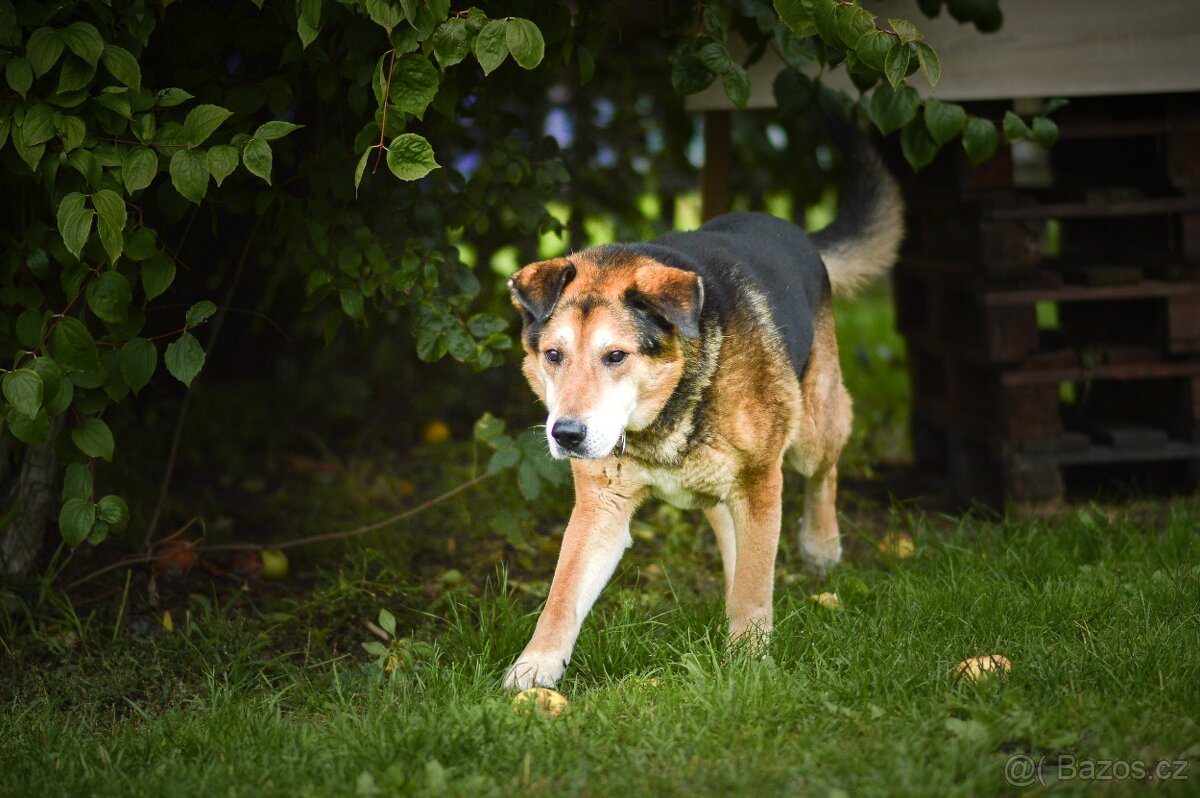 Rexík - ovčák co nechce odejít sám. 12 let. - 5