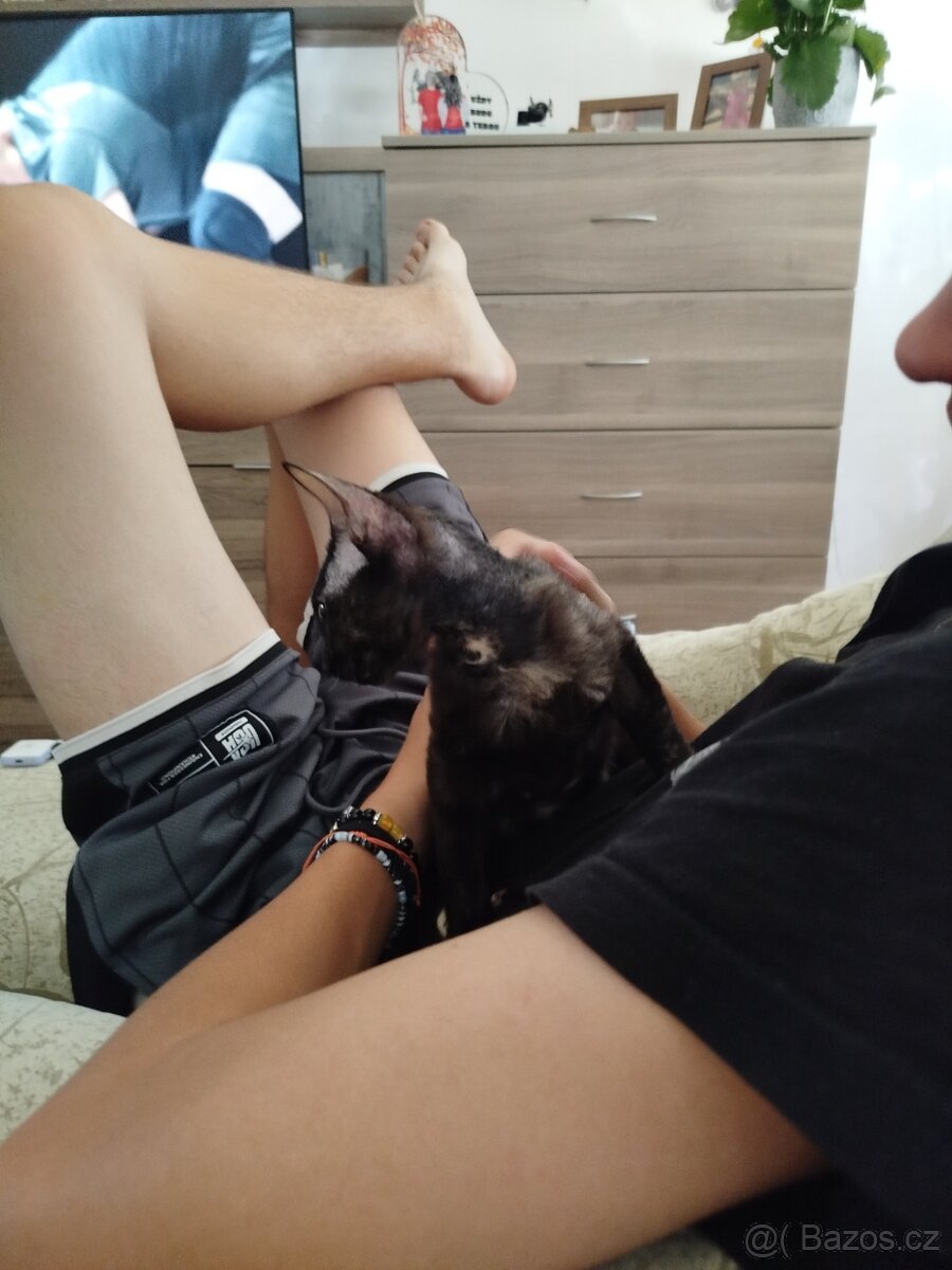 Cornish rex bez pp - 5