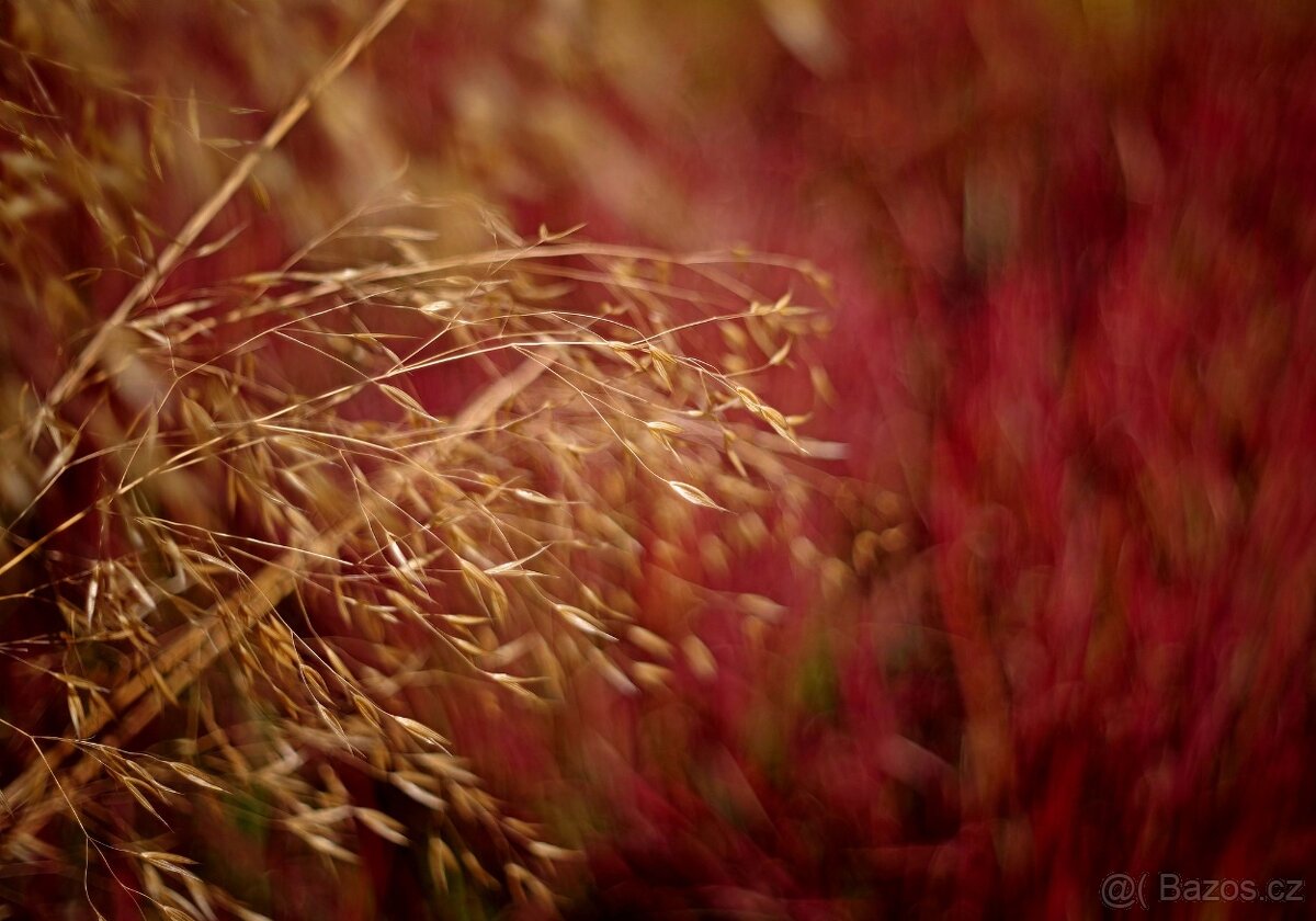 Meyer-Optik Gorlitz Oreston 50mm F1.8 M42 - 5