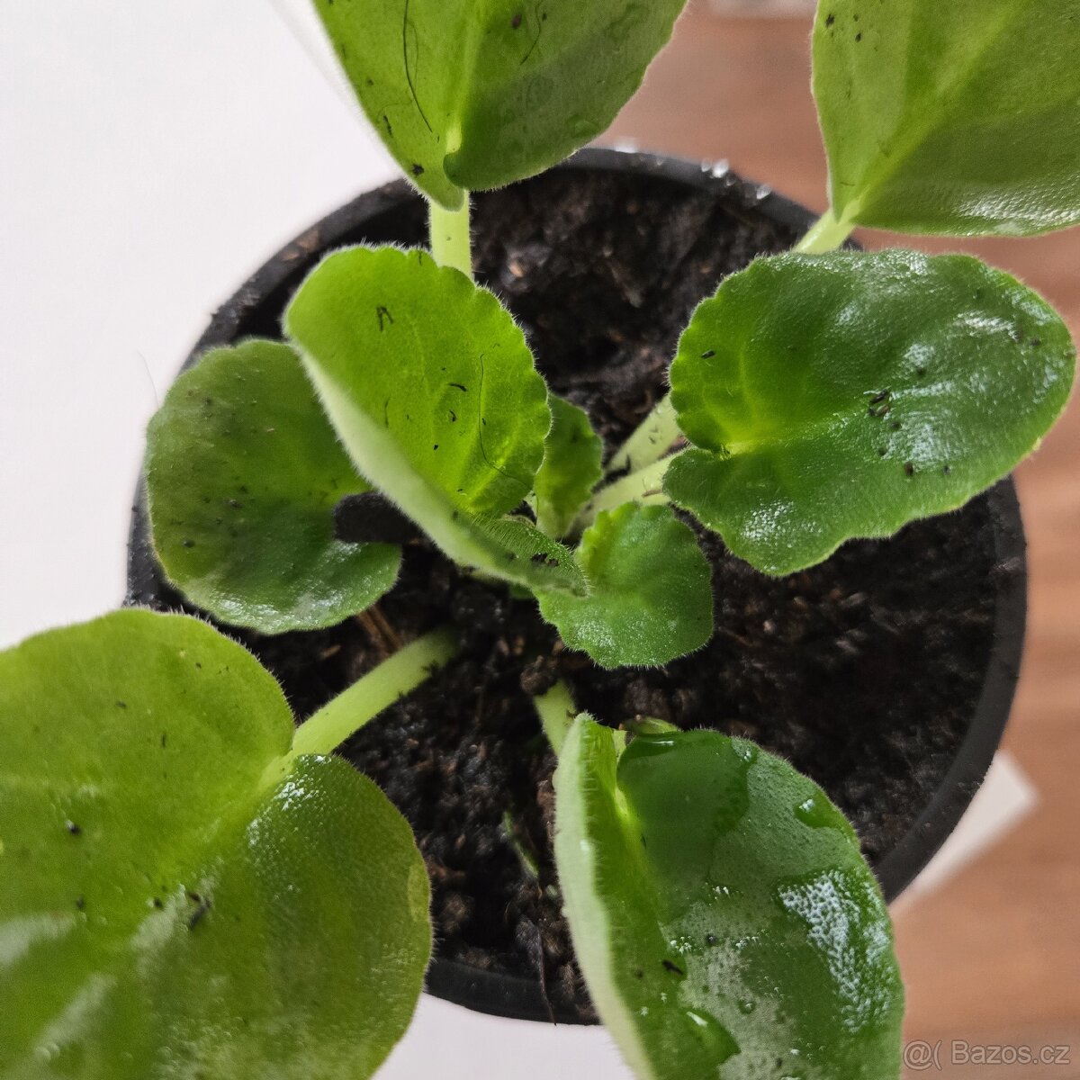 Fialka bílá, fialové okraje květů - 5