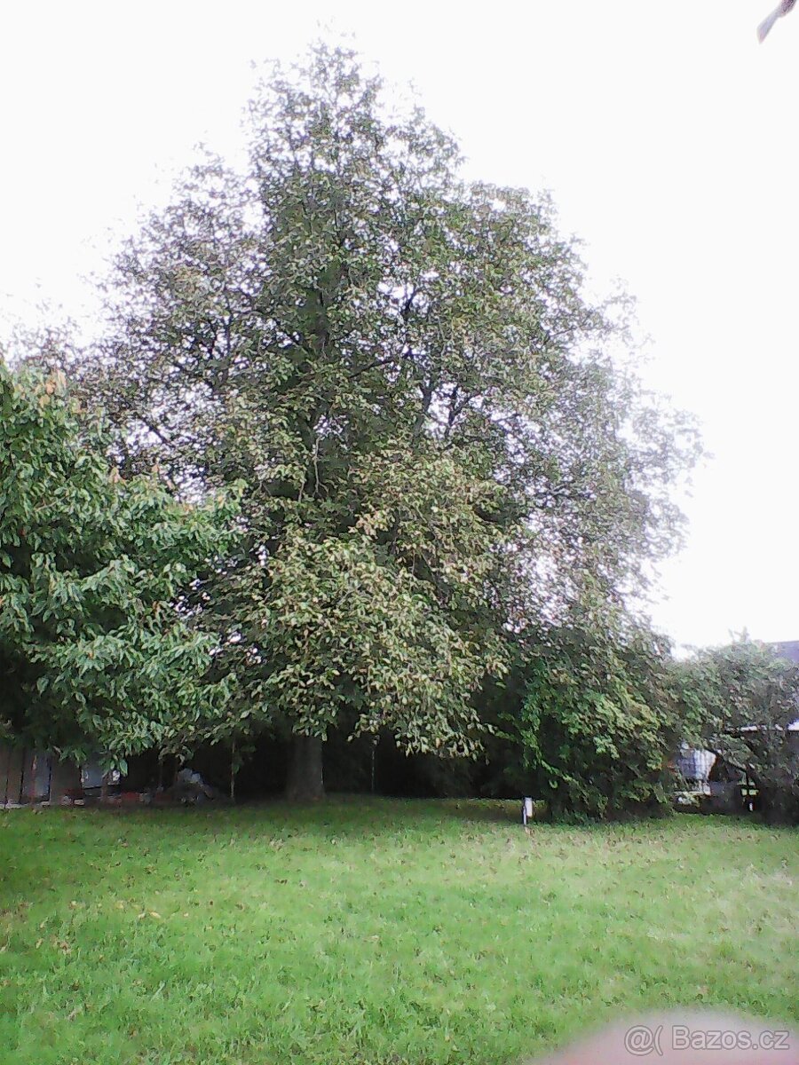 Prodám neloupané vlašské ořechy - 5